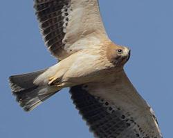 Foto: Booted eagle