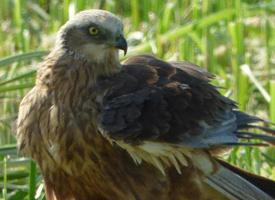 Foto: Western marsh harrier