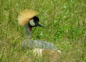 Foto: Grey crowned crane