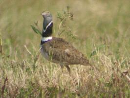 Foto: Little bustard