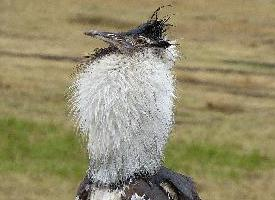 Foto: Kori bustard