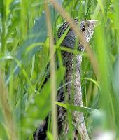 Foto: Corn crake