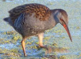 Foto: Water rail