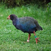 Foto: North island takahē