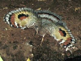 Foto: Sunbittern