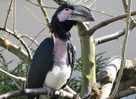 Foto: Trumpeter hornbill