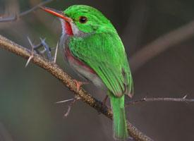 Foto: Jamaican tody