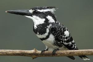 Foto: Pied kingfisher