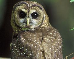 Foto: Spotted owl