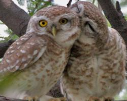 Foto: Spotted owlet