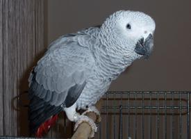 Foto: Grey parrot