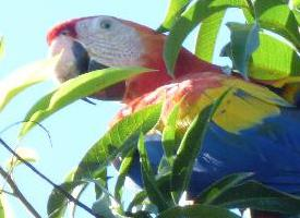 Foto: Scarlet macaw