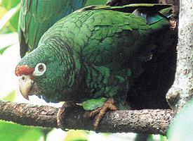 Foto: Puerto rican amazon