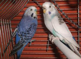 Foto: Budgerigar