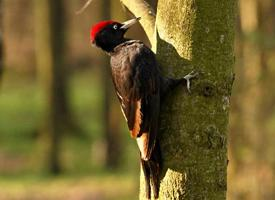 Foto: Black woodpecker