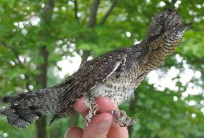 Foto: Eurasian wryneck