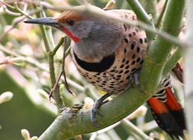 Foto: Northern flicker