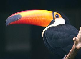 Foto: Toco toucan