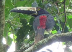 Foto: Collared aracari