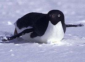 Foto: Adélie penguin