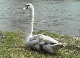 Foto: Mute swan