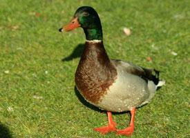 Foto: Mallard