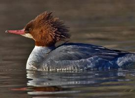 Foto: Common merganser