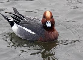 Foto: Eurasian wigeon