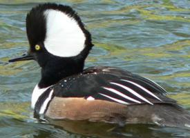 Foto: Hooded merganser