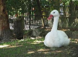 Foto: Coscoroba swan