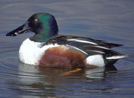 Foto: Northern shoveler