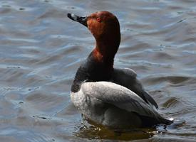 Foto: Common pochard