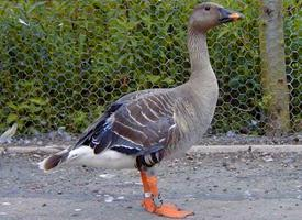 Foto: Bean goose