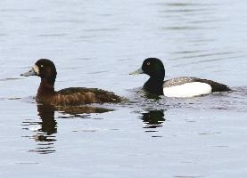 Foto: Greater scaup