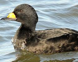 Foto: Common scoter