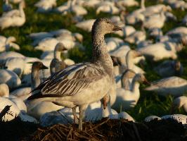 Foto: Snow goose