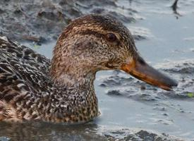 Foto: Eurasian teal