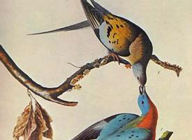 Foto: Passenger pigeon