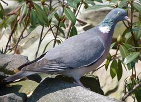 Foto: Stock dove