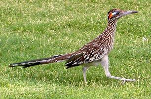 Foto: Greater roadrunner