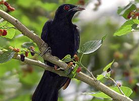 Foto: Asian koel