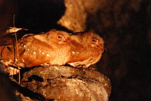 Foto: Oilbird