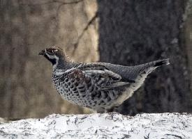 Foto: Hazel grouse