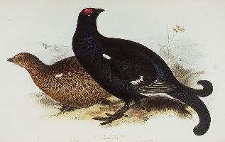 Foto: Black grouse