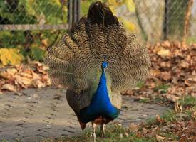 Foto: Indian peafowl