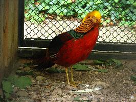 Foto: Golden pheasant