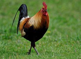 Foto: Red junglefowl