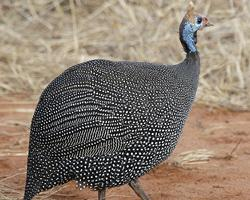 Foto: Helmeted guineafowl