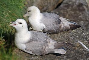 Foto: Northern fulmar