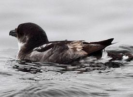 Foto: Peruvian diving petrel